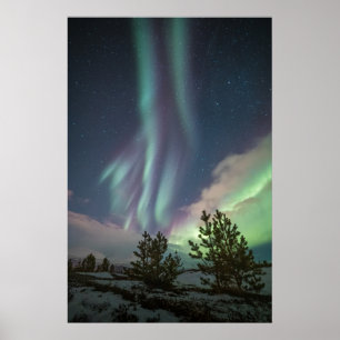 Northern Lights Trees Poster