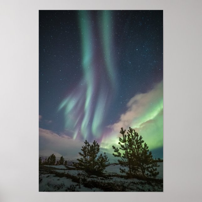 Northern Lights Trees Poster (Front)