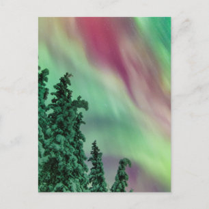 Northern Lights   Winter in Glennallen, Alaska Postcard