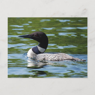 Northern Loon 2 Postcard