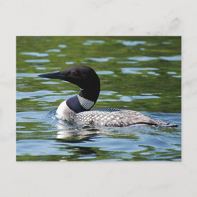 Northern Loon 2 Postcard (Front)