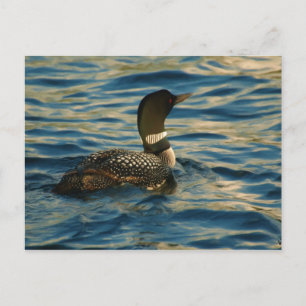 Northern Loon Postcard