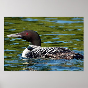 northern loon poster
