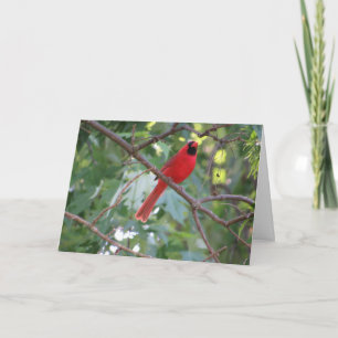 "Northern Male Cardinal" Easter Card #1