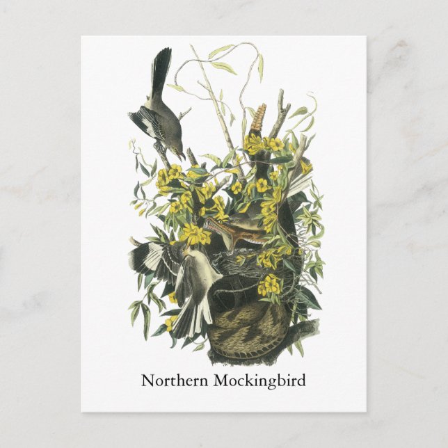 Northern Mocking Bird, John Audubon Postcard (Front)