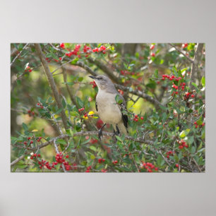 Northern Mockingbird in Red Berry Tree Poster