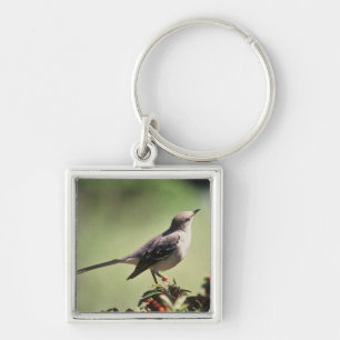 Northern mockingbird key ring