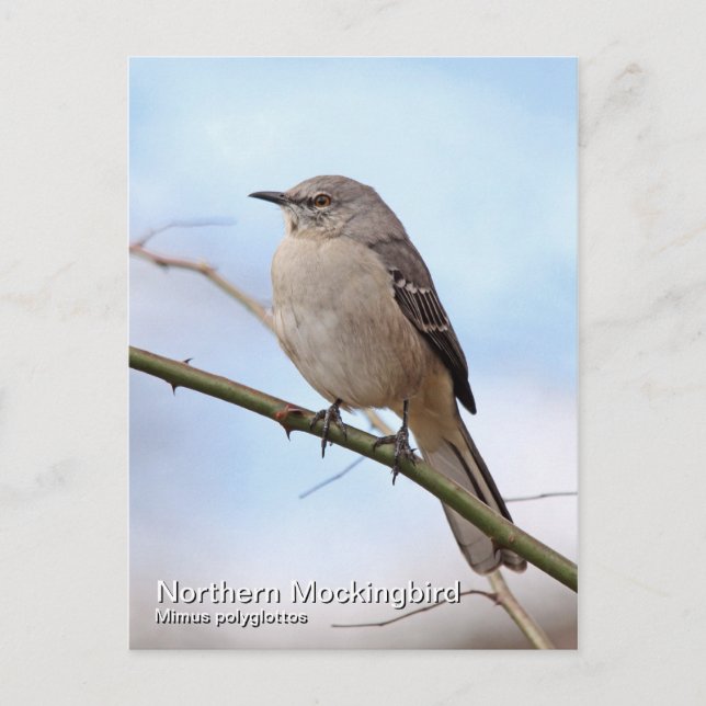Northern Mockingbird Postcard (Front)