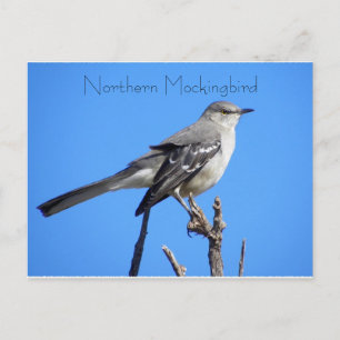 Northern Mockingbird Postcard