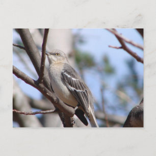 Northern Mockingbird Postcard