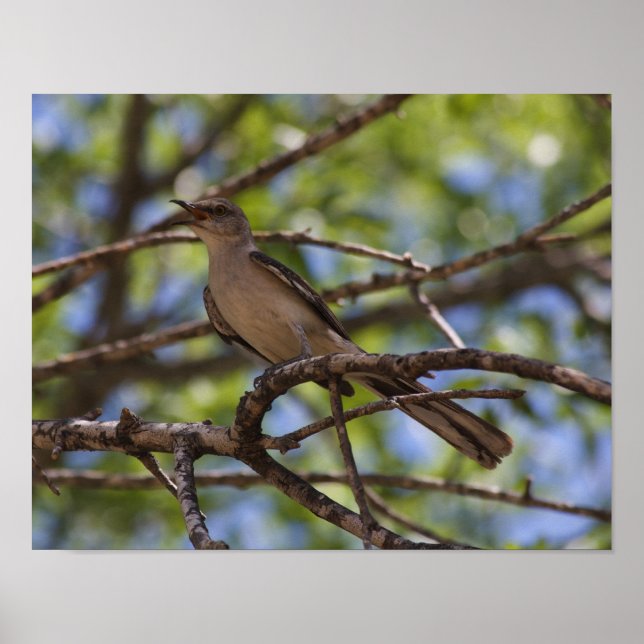 Northern Mockingbird Singing Poster (Front)