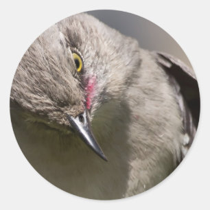 Northern Mockingbird takes a Bow Apparel & Gifts Classic Round Sticker