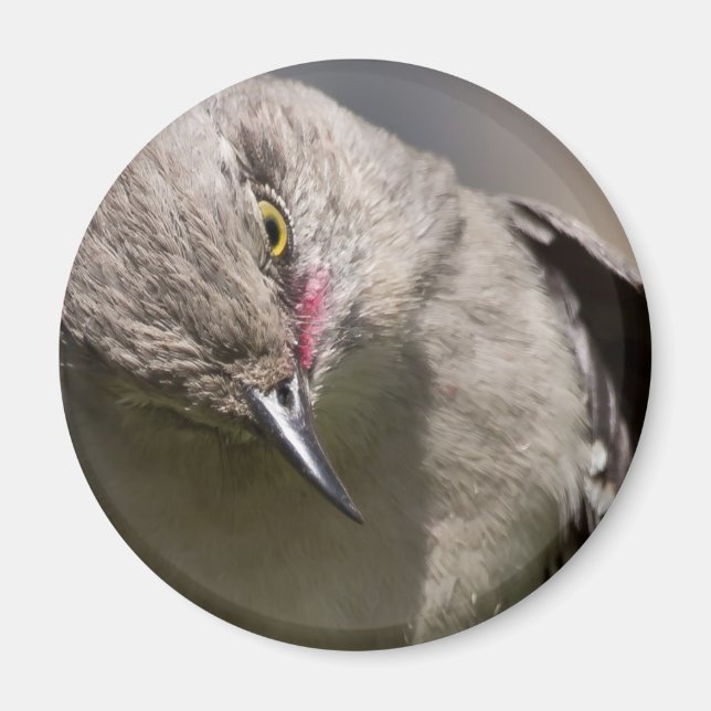 Northern Mockingbird takes a Bow Apparel & Gifts Magnet (Front)