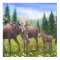 Northern Moose Family Poster
