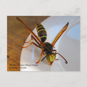 Northern or Golden Paper Wasp (P. fuscatus) Drone Postcard