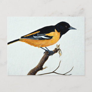 Northern oriole postcard