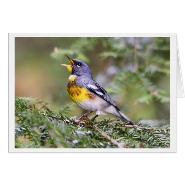 Northern Parula (Front Horizontal)
