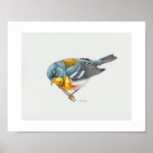 Northern Parula Art Print