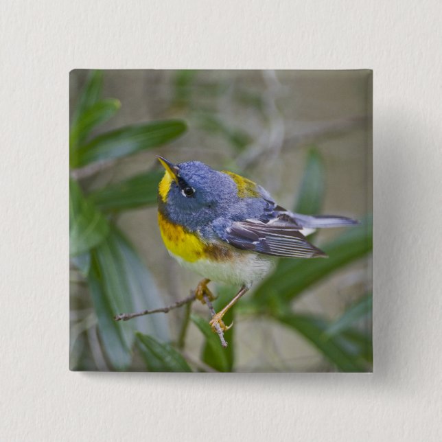 Northern Parula Parula americana) 15 Cm Square Badge (Front)