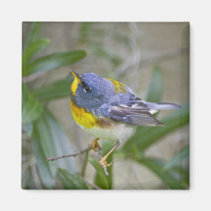 Northern Parula Parula americana) Magnet