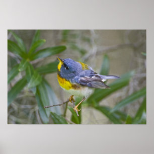 Northern Parula Parula americana) male Poster
