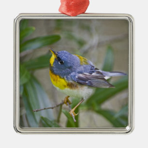 Northern Parula Parula americana) Metal Ornament