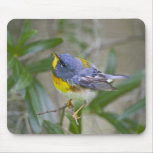 Northern Parula Parula americana) Mouse Pad