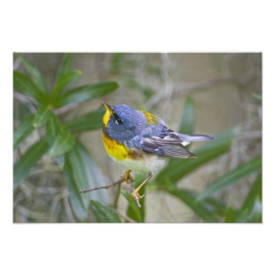 Northern Parula Parula americana) Photo Print