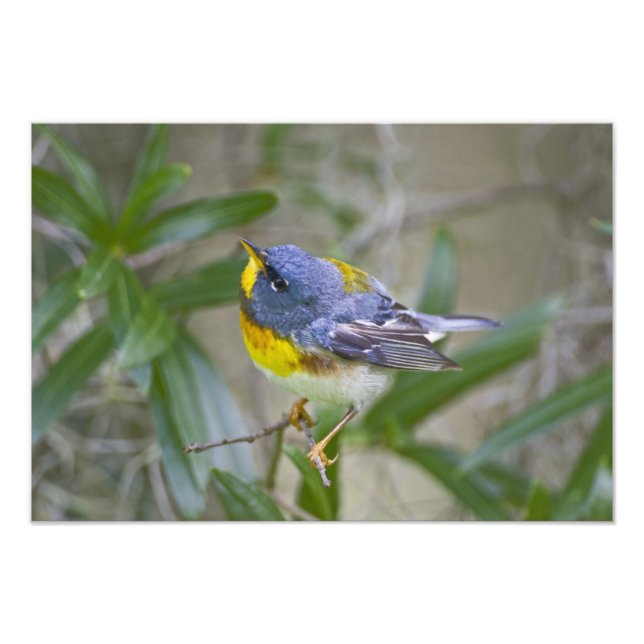 Northern Parula Parula americana) Photo Print (Front)