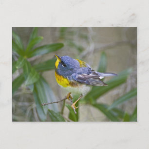 Northern Parula Parula americana) Postcard