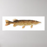 Northern Pike Art Poster