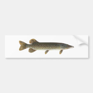 Northern Pike Bumper Sticker