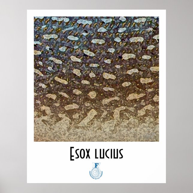 Northern Pike FFF Poster (Front)