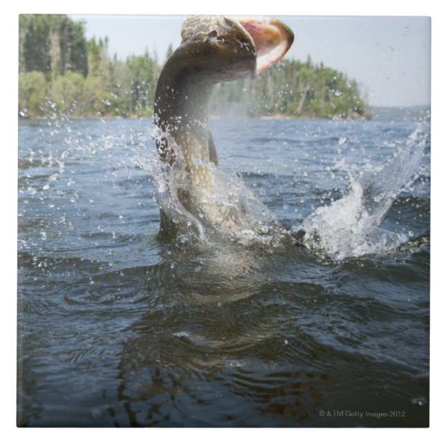 Northern Pike jumping out of water in a lake. Ceramic Tile (Front)
