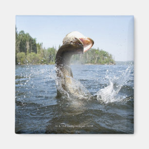 Northern Pike jumping out of water in a lake. Magnet