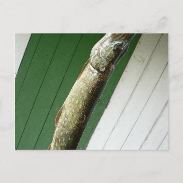 Northern Pike Postcard (Front)