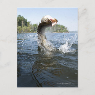 Northern Pike Postcard