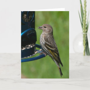 Northern Pine Siskin - Frameable Art Card