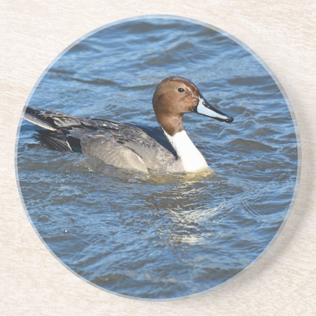 Northern Pintail Duck Coaster (Front)