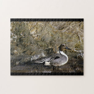 Northern Pintail Duck Jigsaw Puzzle