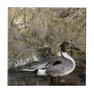 Northern Pintail Duck Lovers Ceramic Tile