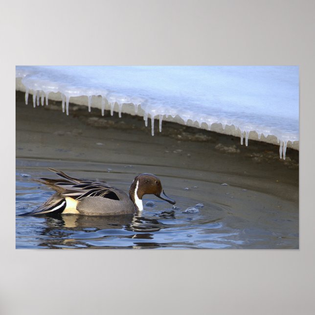 Northern Pintail Duck Photo Poster (Front)