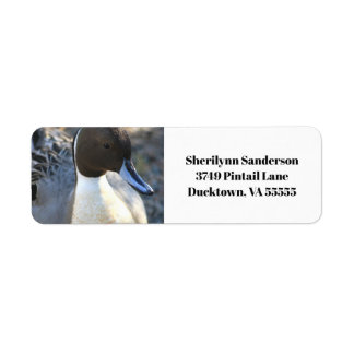 Northern Pintail Duck Return Address Return Address Label