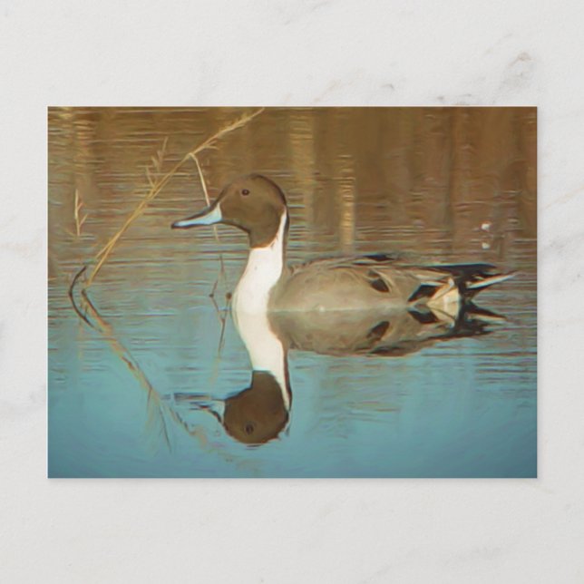 Northern Pintail Postcard (Front)