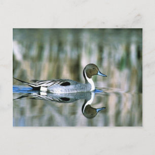 Northern Pintail Postcard