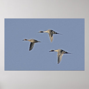 Northern Pintails Poster