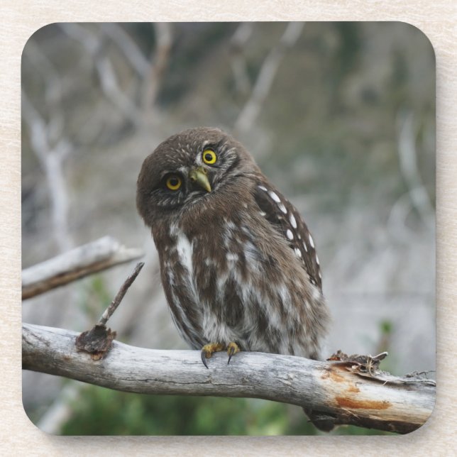 Northern Pygmy Owl Beverage Coaster (Front)