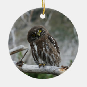 Northern Pygmy Owl Ceramic Ornament
