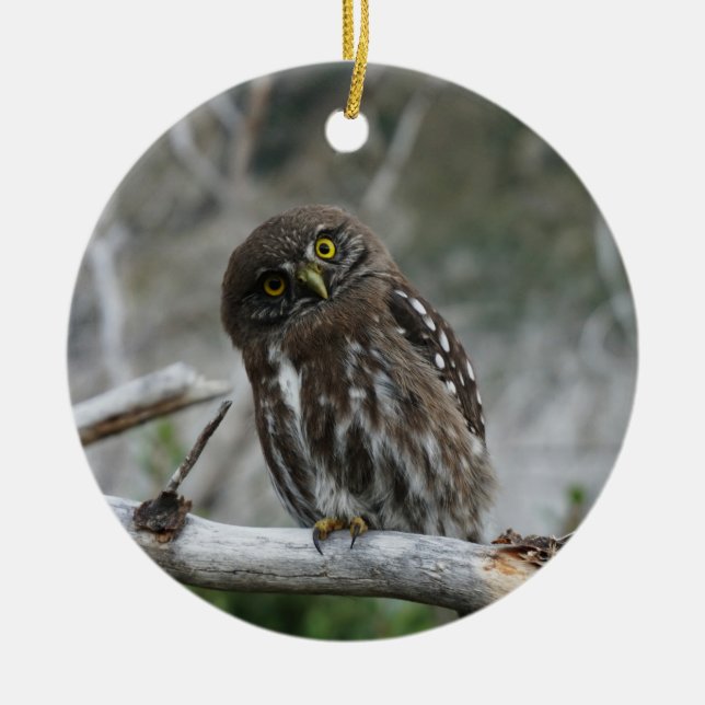 Northern Pygmy Owl Ceramic Ornament (Front)
