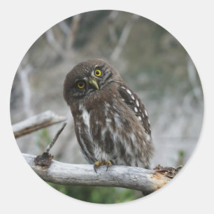 Northern Pygmy Owl Classic Round Sticker